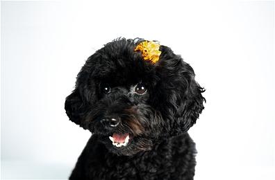 手绘风回合制动作游戏《VED》现已推出试玩Demo 11月15日正式发售